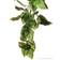 Exo Terra Hanging Rainforest Plants Amapallo Medium