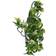 Exo Terra Hanging Rainforest Plants Amapallo Medium