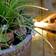 LightsOn Bloom Ljusslinga 100 Lampor