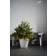 Star Trading Shrub Christmas Tree 75cm