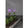 Star Trading Hydrangea Markbelysning 7.7cm