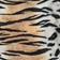 Molo Neptune - Tiger Stripes (8S22P202-6438 )