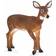 Mojo White Tailed Deer Doe