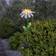 Star Trading Daisy Bedlampe 77cm