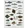 Koustrup & Co. Sea Fish Poster 42x59.4cm