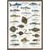 Koustrup & Co. Sea Fish Poster 42x59.4cm
