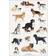 Koustrup & Co. Dog Breeds Plakat 42x59.4cm