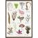 Koustrup & Co. Edible Seaweed Plakat 42x59.4cm