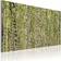 Arkiio A Forest Of Birch Trees Tavla 120x80cm