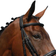 Collegiate Syntovia+ Padded Raised Flash Bridle