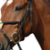 Collegiate Syntovia+ Padded Raised Figure 8 Bridle