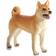 Mojo Shiba Hund 387140