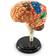 Learning Resources Anatomy Model Brain