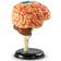 Learning Resources Anatomy Model Brain