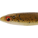 Daiwa Prorex Duckfin Shad 8.9cm Dirty Roach