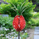 Exhart Solar Pineapple Ground Lighting 15.5cm