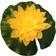 Pondteam Floating Water Lily