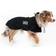 Back On Track Maasdeken Hond