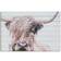 Gallery 57 Highland Cow Print Wall Decor 36x24"