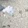 Galerie Dutch Wallcoverings Gronhaga Per Grey Grijs