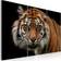 Arkiio A Wild Tiger Billede 60x40cm 3stk