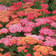 Suttons Achillea Plants - Millefolium Summer Pastels Staude