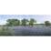 Field of Bluebonnet flowers Texas USA Poster 36x12cm