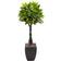 Nearly Natural 5ft Money in Black Square Planter Artificial Plant