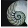 Empire Art Direct Pearly Nautilus Wall Decor 36x36"