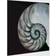 Empire Art Direct Pearly Nautilus Wall Decor 36x36"