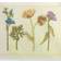 Linum Home Textiles Serenity Embellished Dishcloth Beige (33.02x33.02cm)