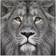 Empire Art Direct King of The Jungle Lion Frameless Free Floating Tempered Glass Panel Graphic Wall Art Wall Decor 38x38"