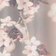 Kleine Wolke Blossom Clove (5956401305)