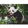 Ravensburger Panda Bear 500 Pieces