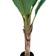 House Nordic Banana Palm Kunstig plante