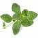 Veritable Organic Oregano Lingot
