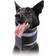 KVP Cervical Collar for Dogs XXS