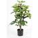 Trademax Fig Kunstig plante