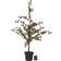 Star Trading Larix Julgran 117cm