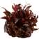 TROPICA Alternanthera reineckii Mini 1-2-grow