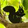 Wildlife Garden Silhouette - Squirrel Dekorationsfigur 19.5cm