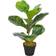 vidaXL Violet Ficus with Pot