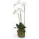 Emerald Orchid Artificial Plant