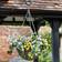 Smart Garden Artificial Pansy Hanging Basket