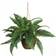 Nearly Natural Boston Fern Silk Hanging Basket Artificial Plant