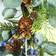 Nordic Winter Wreath with Blueberries Green Weihnachtsschmuck