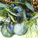 Nordic Winter Wreath with Blueberries Green