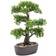 Emerald Mini Bonsai Ficus in Brown Pot Kunstig plante