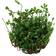 TROPICA Marsilea Crenata 1-2-Grow