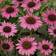 Echinacea Hybrid 'Little Magnus' Staude